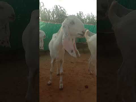 #goat #animals #shortvideo #cow #punjabisong #song #music