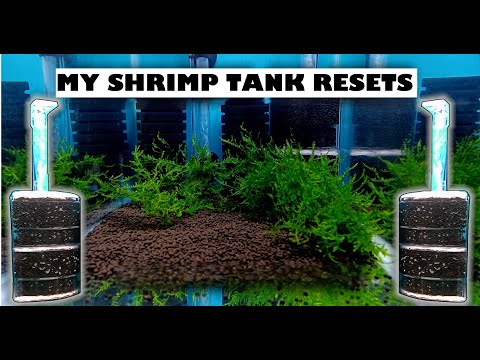 Shrimp Tank Resets