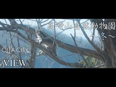 【OITA CITY - the VIEW -】高崎山自然動物園（冬）