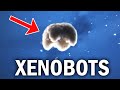 Xenobots: The First Living Robots