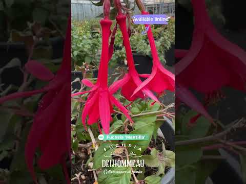 ✨ ‘Mantilla’ : le fuchsia suspendu aux fleurs saumonées qui attire tous les regards 🌿 #fuchsiaflower