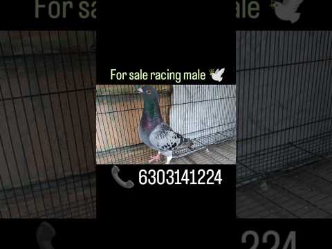 #hihello welcome to @air_brothers_loft_gtl #forsale racing male#📞6303141224📍Guntakal #pigeonsracing