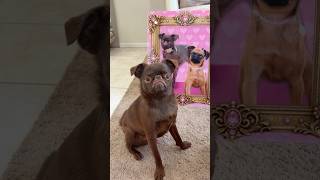 MY PUPPY GOT A SURPRISE 🎁🐶 #puppy #cute #dog