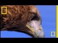 Golden Eagle and Its Prey