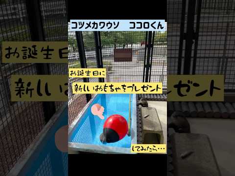 犬の動画サムネイル - コツメカワウソ ココロくんにお誕生日プレゼントをあげてみたら・・・？#東武動物公園 #動物 #癒し #かわいい #zoo #動物園 #コツメカワウソ #ココロ　#お誕生日プレゼント