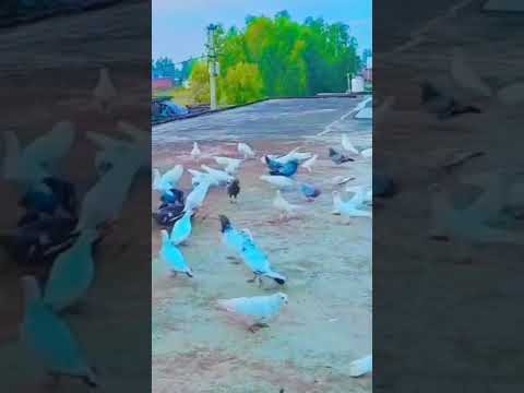 wow Kabootri frnds #haryanvisong #haryanvi #dance #viral #pigeon #kabootarba #kabutar #birds