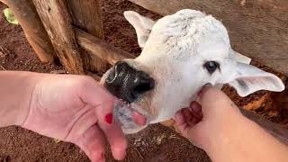 vlog tocantins parte 2 - brincando com bezerros e andando a cavalo