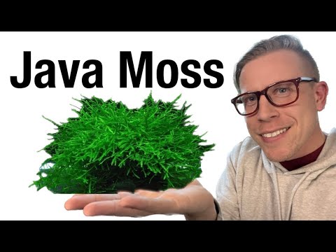 Java Moss Plant Care - Need to Know Taking care of aquarium Java Moss consists of making sure this plant has a decent light and some nut