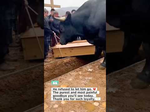 He refused to leave his side... ๐ฅ This is what pure loyalty looks like. ๐๐ฅบ