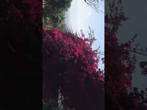 Nature lover #beats nature# feeling #peaceful