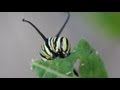 Monarch Butterfly Lifecycle and Migration