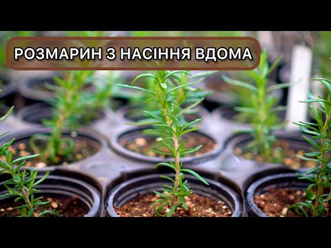 Як виростити розмарин з насіння вдома. Покрокова інструкція