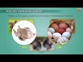 Poultry Farming and Bird Flu