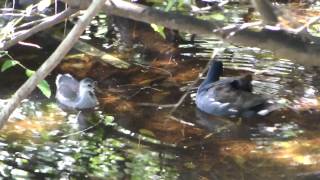 moorhen and girlfriend haha FUNNY!!!!!