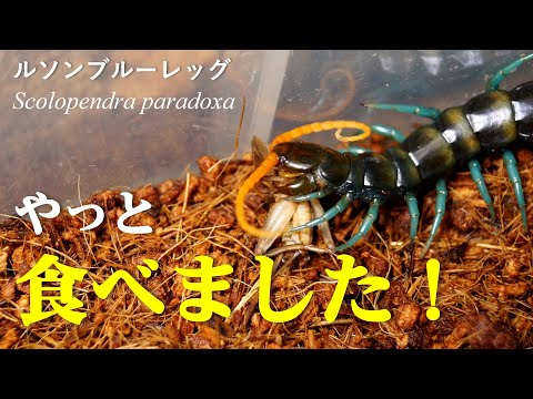 【奇蟲】餌を食べなかったオオムカデが、あるYouTuber様の方法で満腹になりました♪【ルソンブルーレッグ】