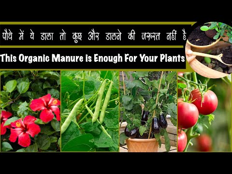 पौधे में सिर्फ़ ये डाला तो कुछ ओर डालने की जरूरत नही It Provides Essential nutrients to your plants