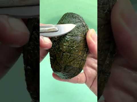CONSERVAR UNA TORTUGA COMO SI ESTUVIERA VIVA 🐢✨