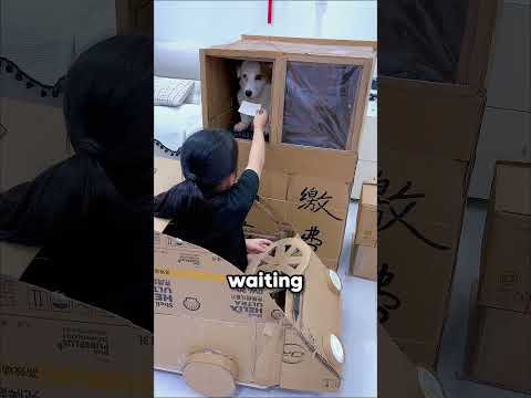 This Girl Built a Cardboard Car for Her Pets ๐๐ฑ๐ถ