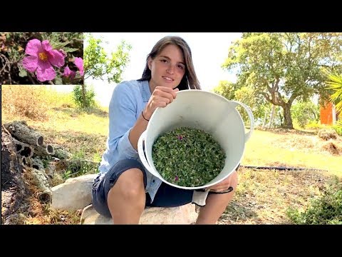I FOUND THE WORLD'S HEALTHIEST TEA ON A MOUNTAIN IN PORTUGAL - SUPERFOODS