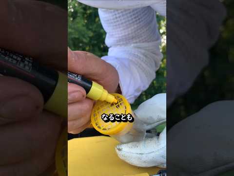 養蜂家が一番緊張する瞬間