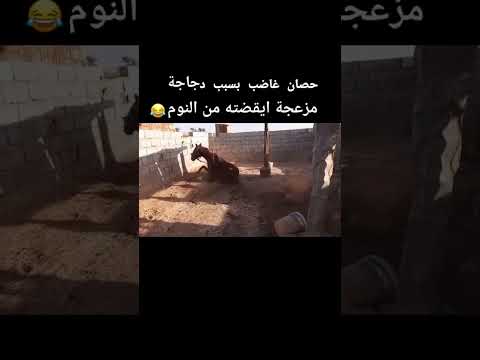 حصان ازعجته دجاجه وشوفو ايش سوا 😅😂