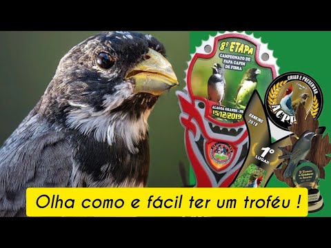 OLHA  como e FÁCIL  GANHAR um  TROFEU de COLEIRO !#coleiro #papacapim #trincaferro