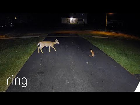 Unusual Animal Friendship Caught on Camera! | RingTV