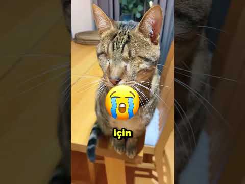 Onunla dalga geçtiler… Ama sonra herkesi şoke etti! 😮🦵👏