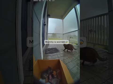 CAUGHT ON CAMERA IN OKLAHOMA: Cat Flees Tornado, Leaving Kittens Behind!😱📹 #ai #cat #sad #animals