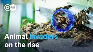 Unwanted intruders: The battle against invasive species | DW Documentary
