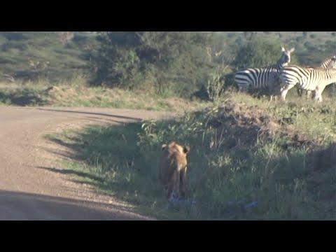 Lost lion finds his mother and they go on a hunt