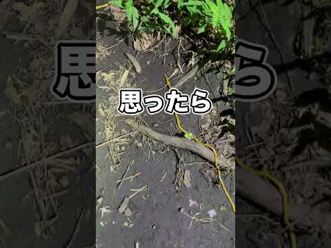 長すぎるヒルみたいな生き物を突いたら驚愕の姿に…