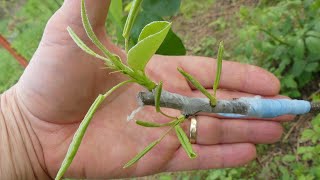 174# Une astuce géniale pour réussir toutes vos greffes d'arbres fruitiers !