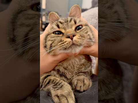 猫の動画サムネイル - 可愛すぎるﾌﾟﾁたぬきの歌!! #shorts #猫 #cat