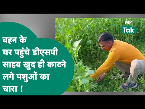 बहन से मिलने उसके घर गए थे DSP साहब लेकिन बहन तो खेत में चारे काट रही थी ! | MP Tak