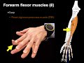 Muscle Innervation and Function