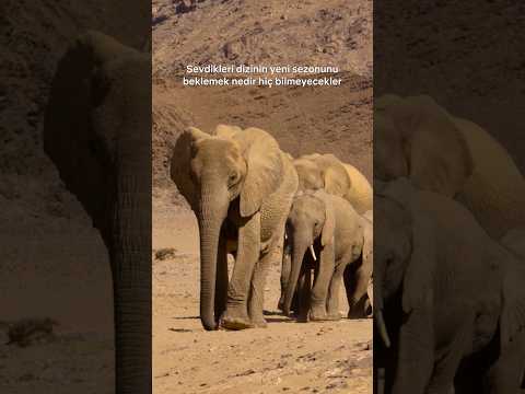 Belgesel izliyordum konu kafamda nerelere geldi.