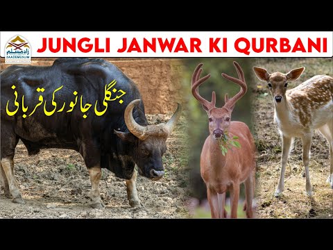 Hum Jungli Janwar ki qurbani kyun nahi karte | ہم جنگلی جانور کی قربانی کیوں نہیں کرتے؟