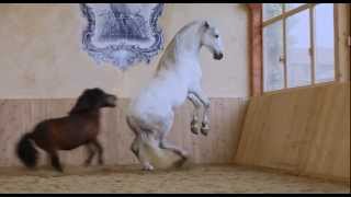 Shetty_banging_Andalusian_STALLION.mp4