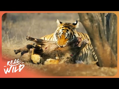 WILD ASSASSINS | Showdown Of The Forest's Top Hunters | Ultra HD