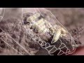 Teeth and Animal Behavior