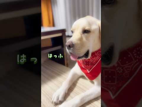 なんさま、ボクもたいぎゃ触りたかとです♪🐶💕