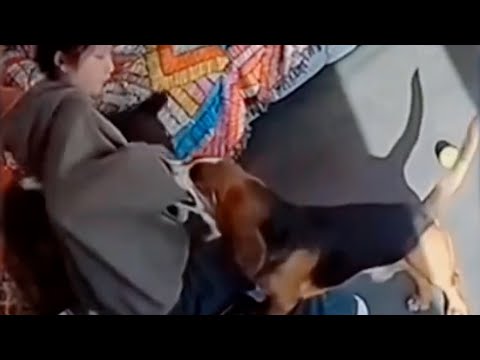 DOG BITES ITS OWNER - LET’S OBSERVE THIS TOGETHER