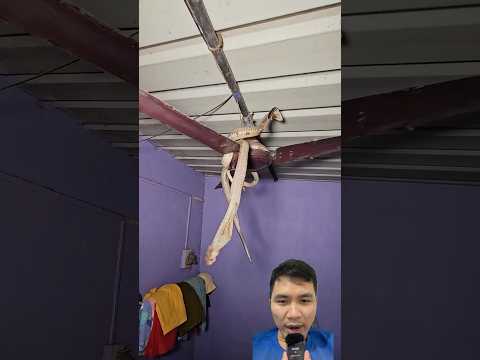 Rắn hổ mang bị quạt quay trúng #snake