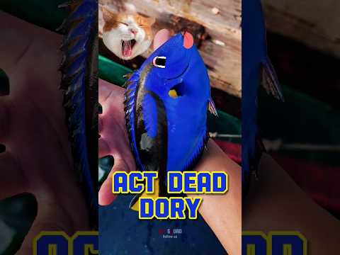 act dead Dory #ytshorts #rescue #story #nemo  #dory