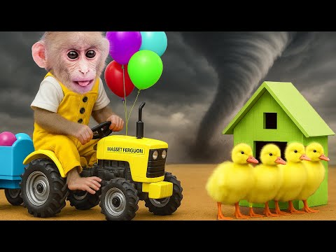 Obi monkey Saves Duckling from a Scary Tornado | ANIMALS LIFE