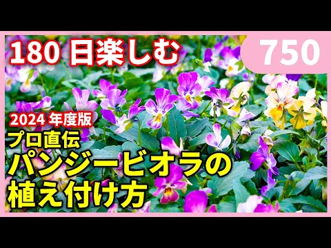 【2024年度版】パンジービオラの植え付けポイント ｂｙ園芸チャンネル 750 園芸 ガーデニング 初心者