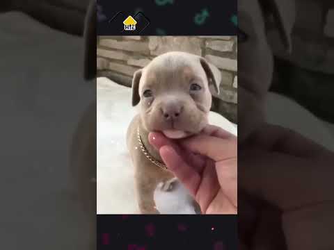Chó Pitbull dậy thì Thành Công