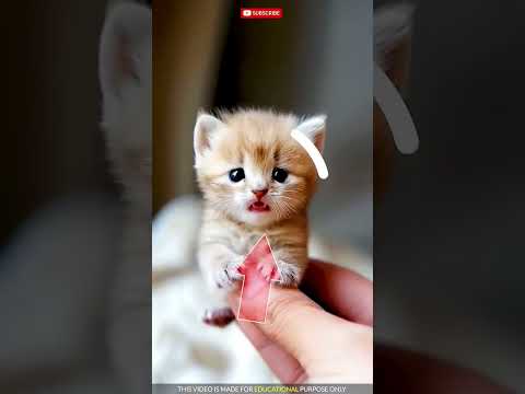 #facts #cartoon #animation #cute #funny