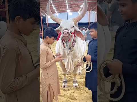 agi qurbani agi qurbani